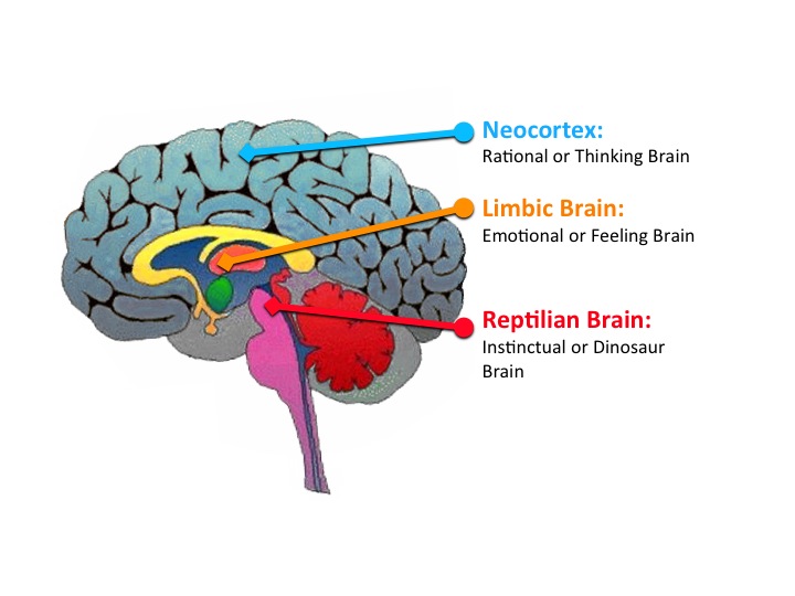 Reptile Brain